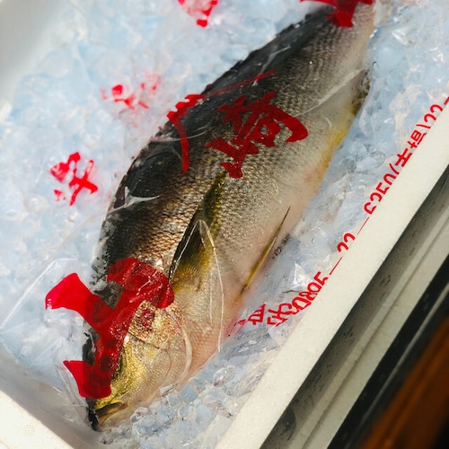 イサキ 大分 鹿児島県 他 1-1.5kg/1尾 伊佐木 鮮魚【高級イサキ１K】 冷蔵 豊洲直送