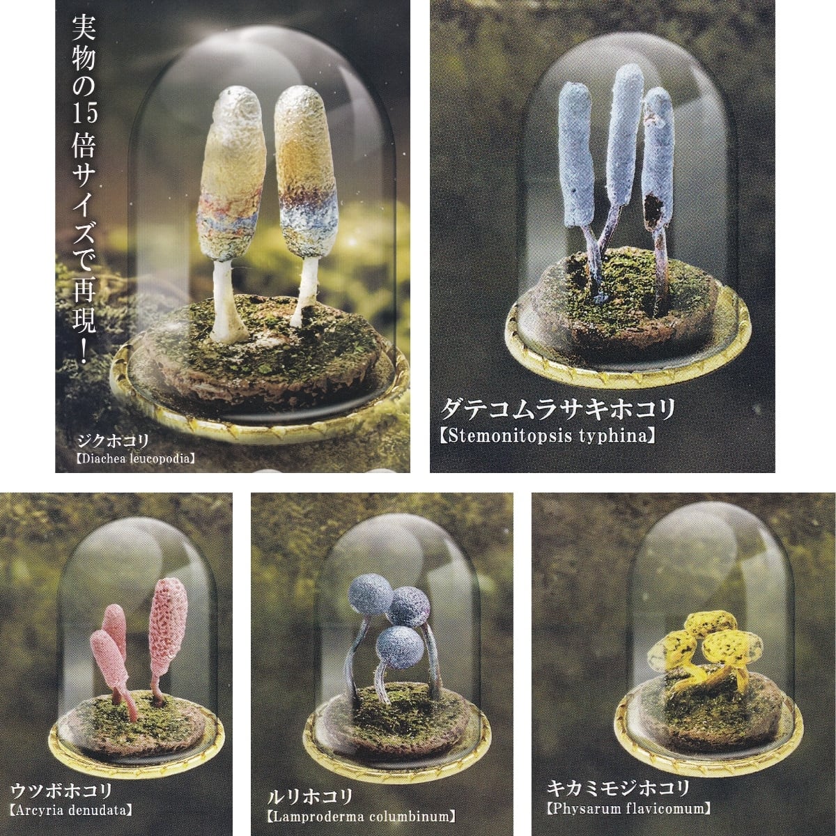 フルコンプ】 変形菌inガラスドーム 【全5種セット】 レインボー Slime