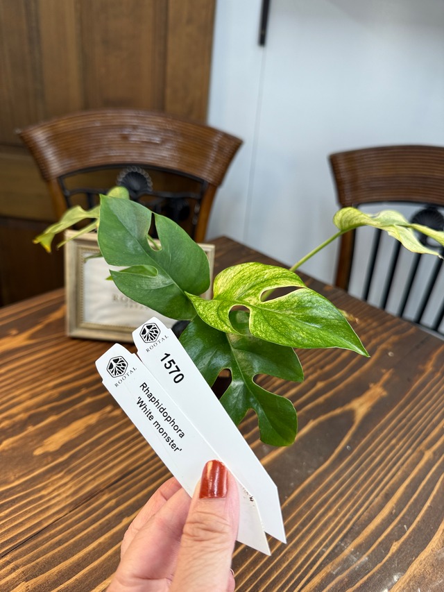 ★1570【エレガントグリーン】ラフィドフォラ　ホワイトモンスター（姫モンステラ）（3号ポット）