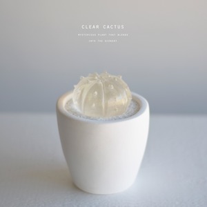 clear cactus　兜丸