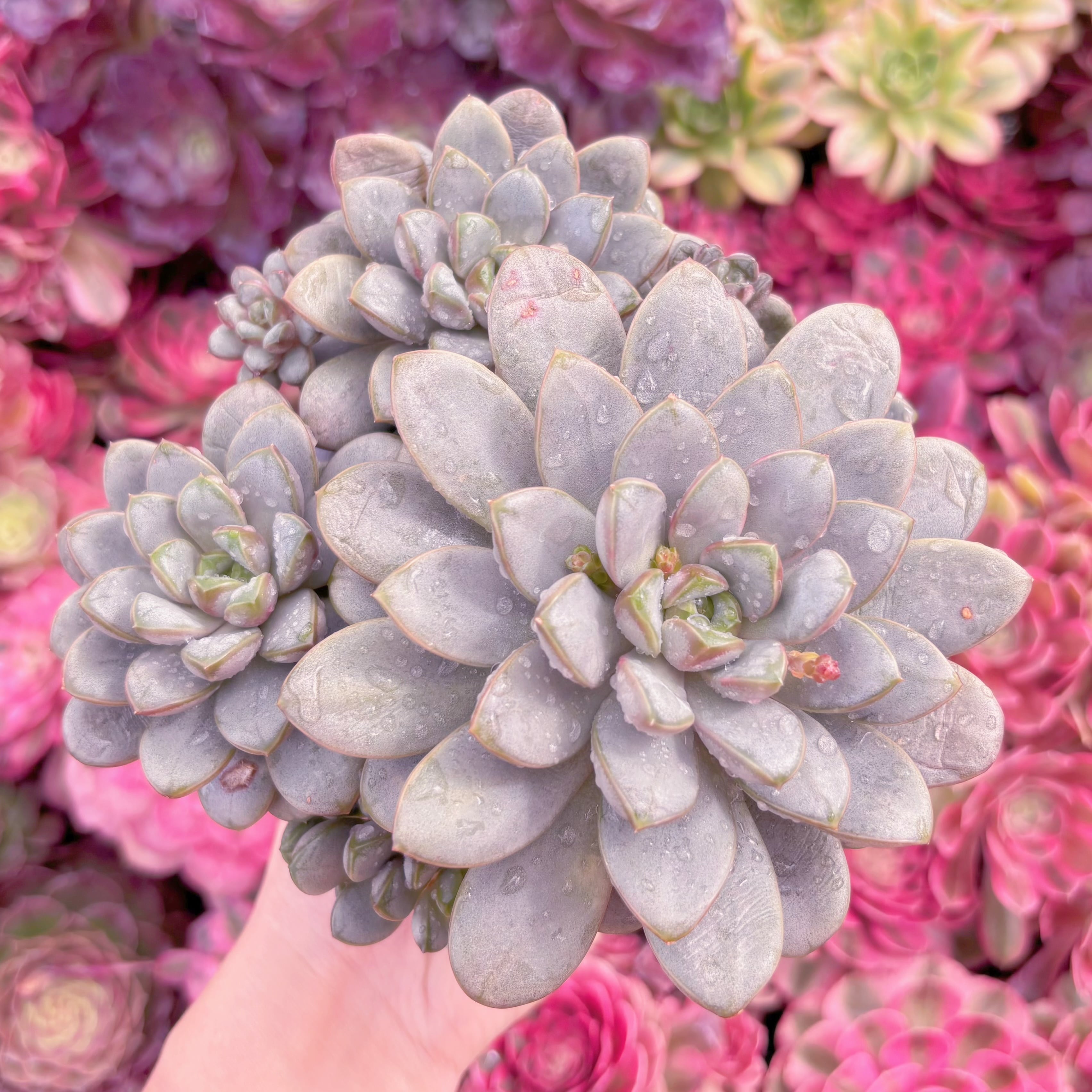 現品　ブドウ#M299　特大群生　新入荷　るる農園