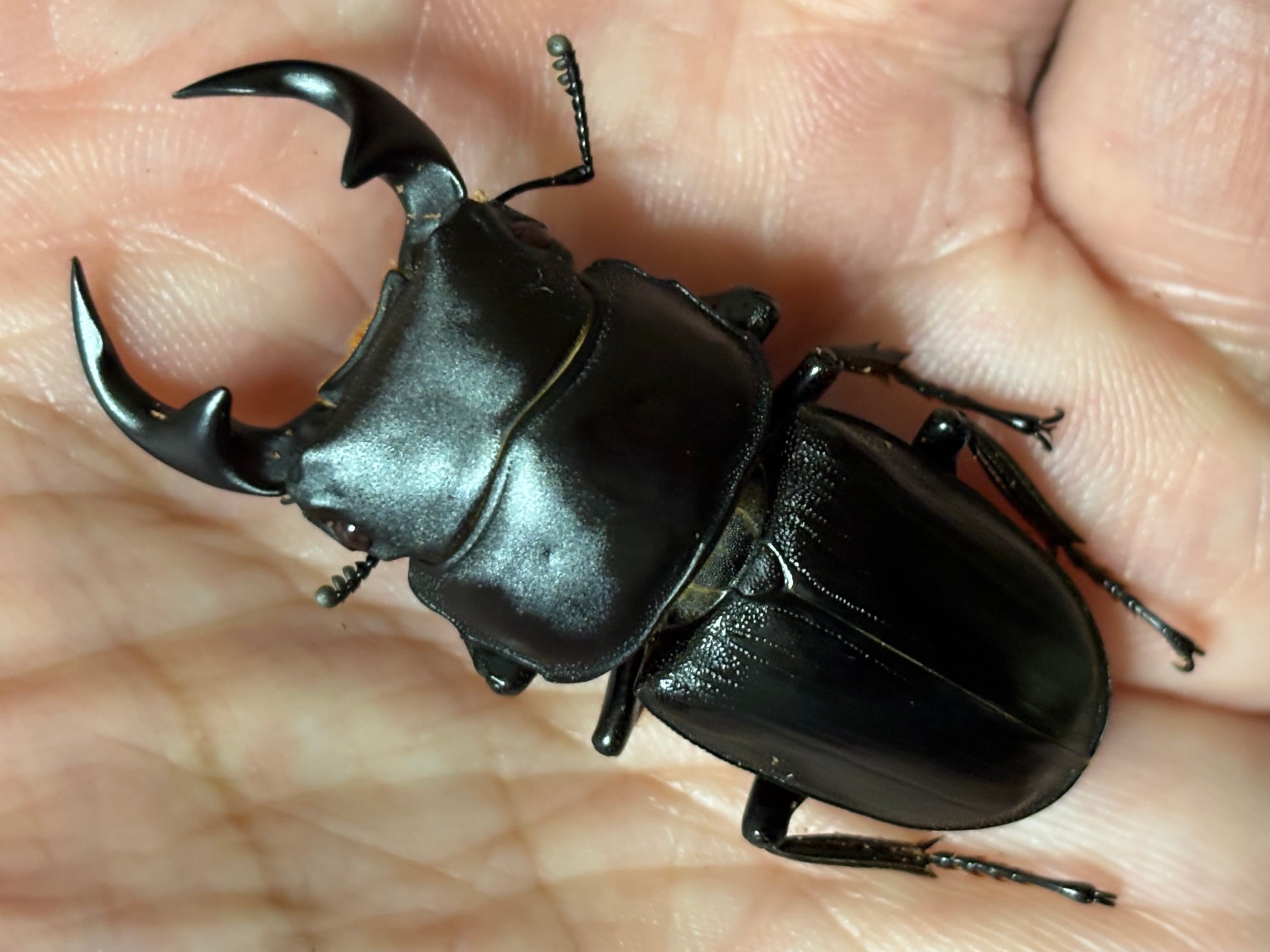 スペキオススシカクワガタ - ♂54mm くわかぶ スペキ ，♀32mm Shin