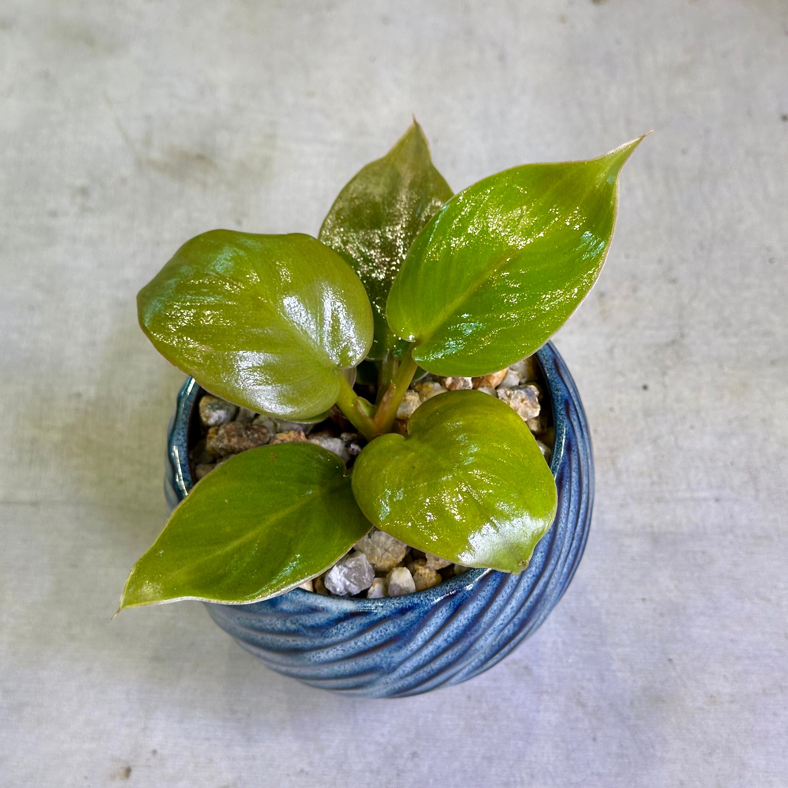フィロデンドロン・メリノリーゴールド | barrelplants_BONSAI