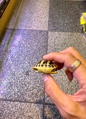 ヒガシヘルマンリクガメ・アルバニア血統（国内CB）