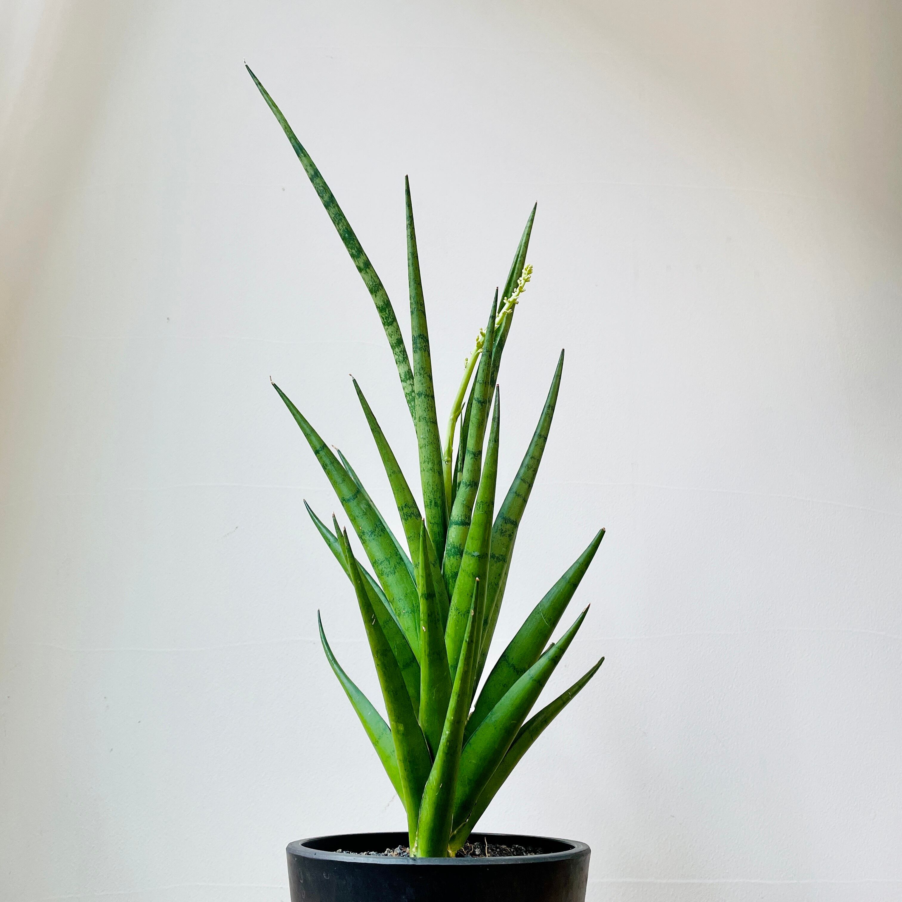 多肉植物 サンスベリア フランシシー 一点もの 現品発送 Borle Plants ボーレ プランツ