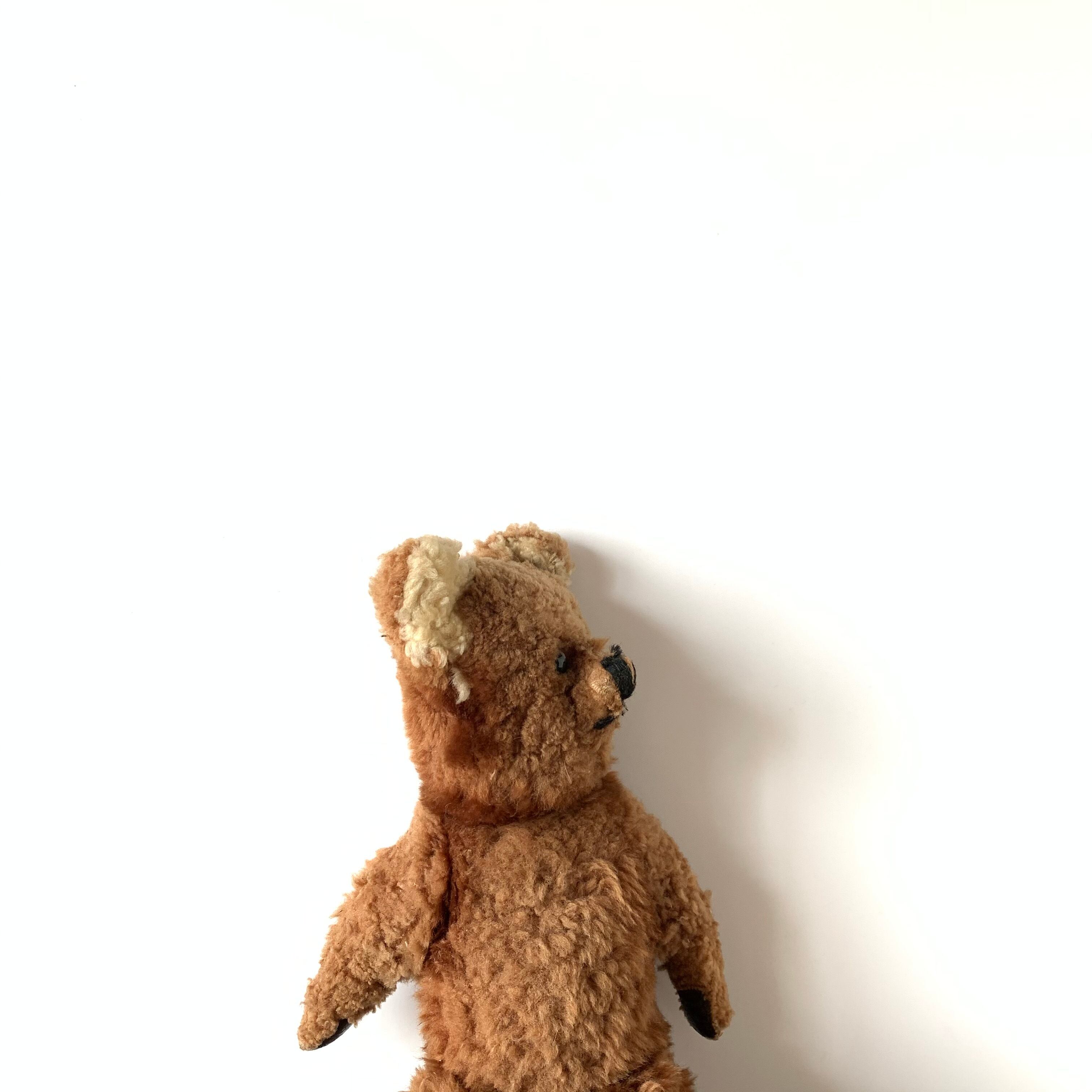 Teddy Bear［C］
