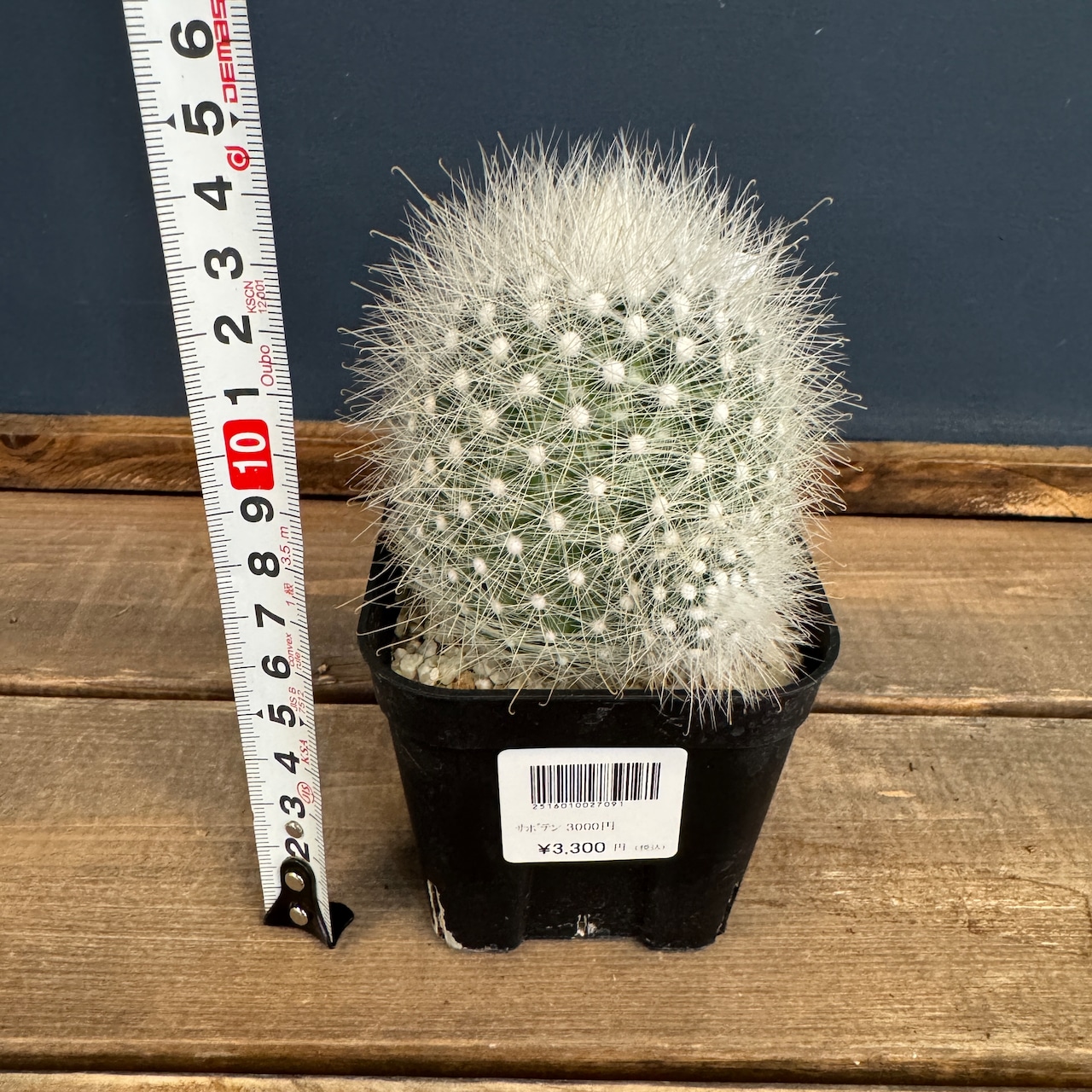 サボテン マミラリア 月宮殿【794】