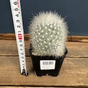 サボテン マミラリア 月宮殿【794】