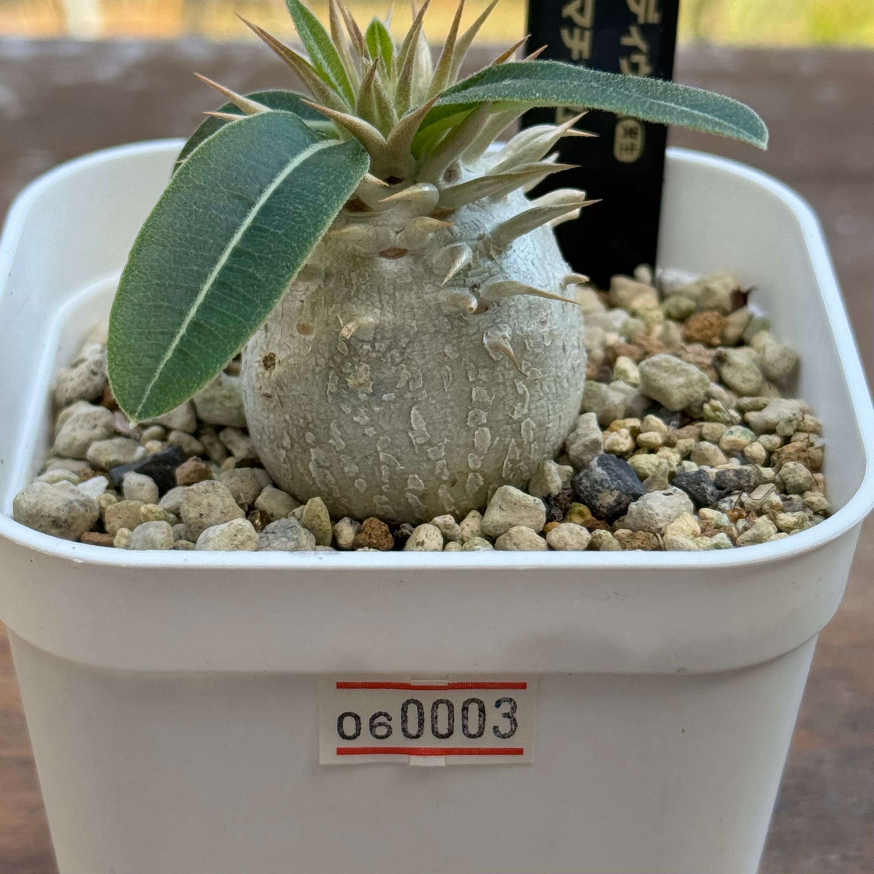 Astrophytum myriostigma アストロフィツム 紅葉ヘキラン 紅葉碧瑠璃