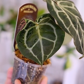 【正規タグ】Anthurium 'Michelle' by DOC BLOCK⑭ / アンスリウム・ミシェル│観葉植物