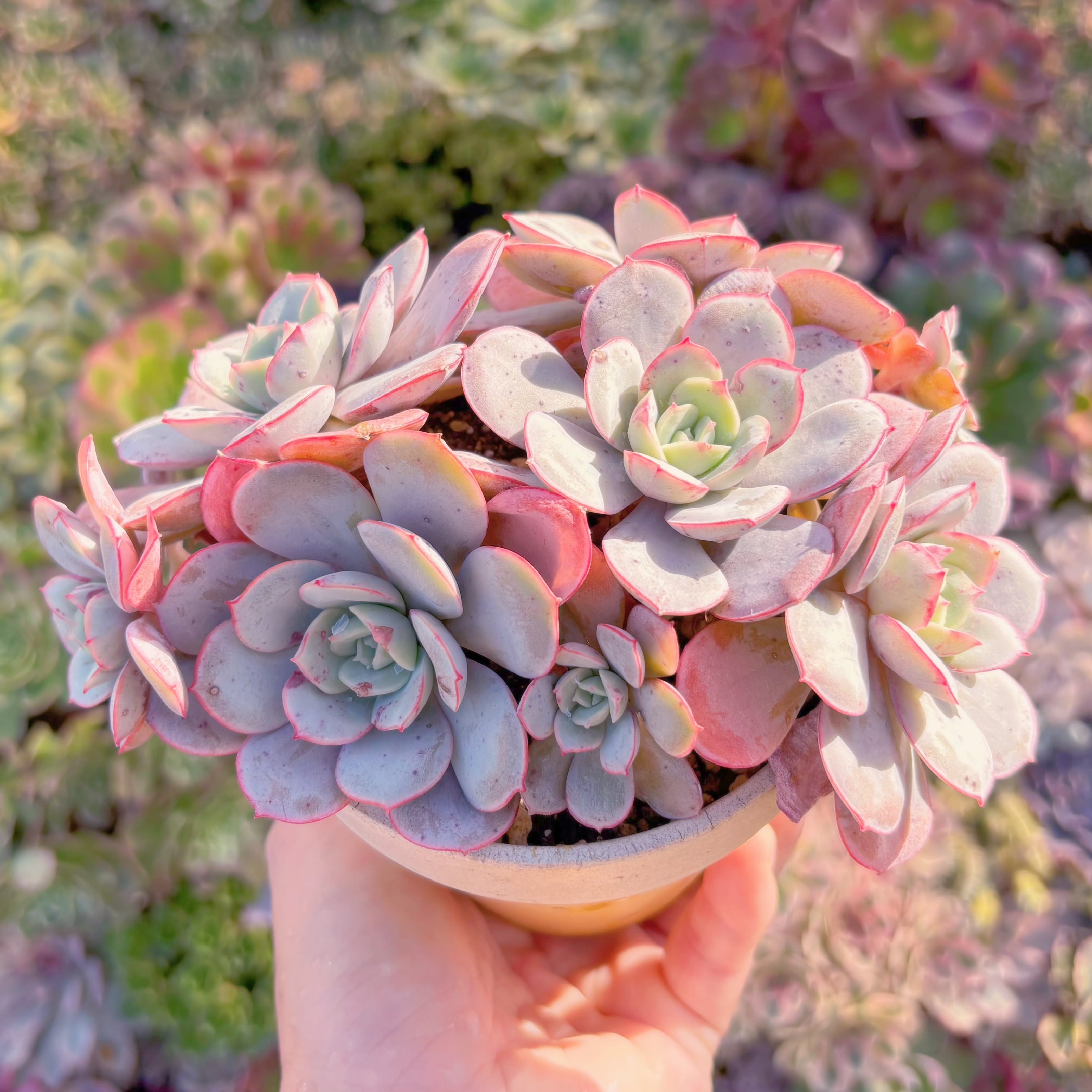 現品　凌波仙子（りょうはせんし）#A092　大群生　新入荷　るる農園