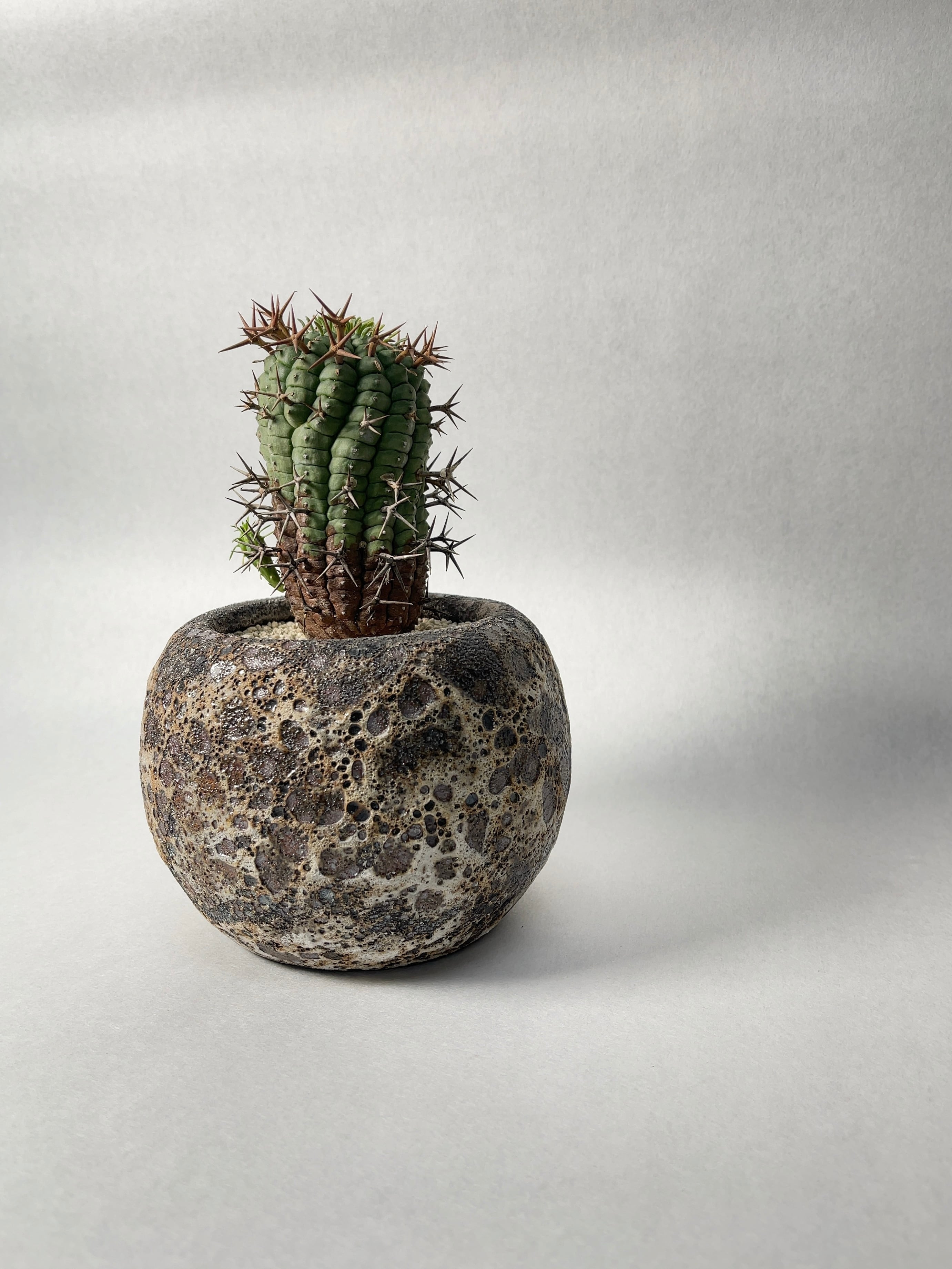 004c50a4b6ed7dd76de933343fc78c