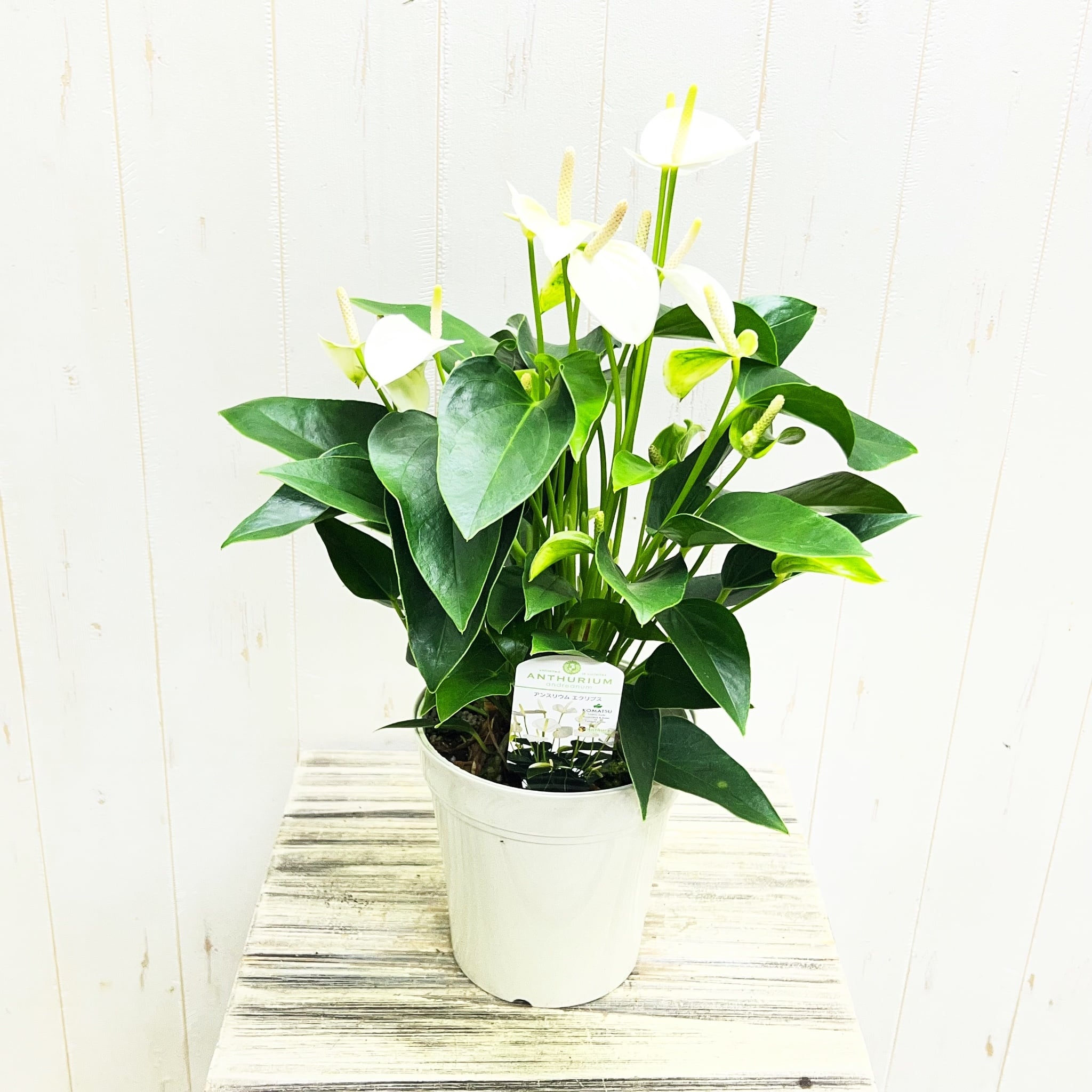 PLANTS SHOP OLIVE