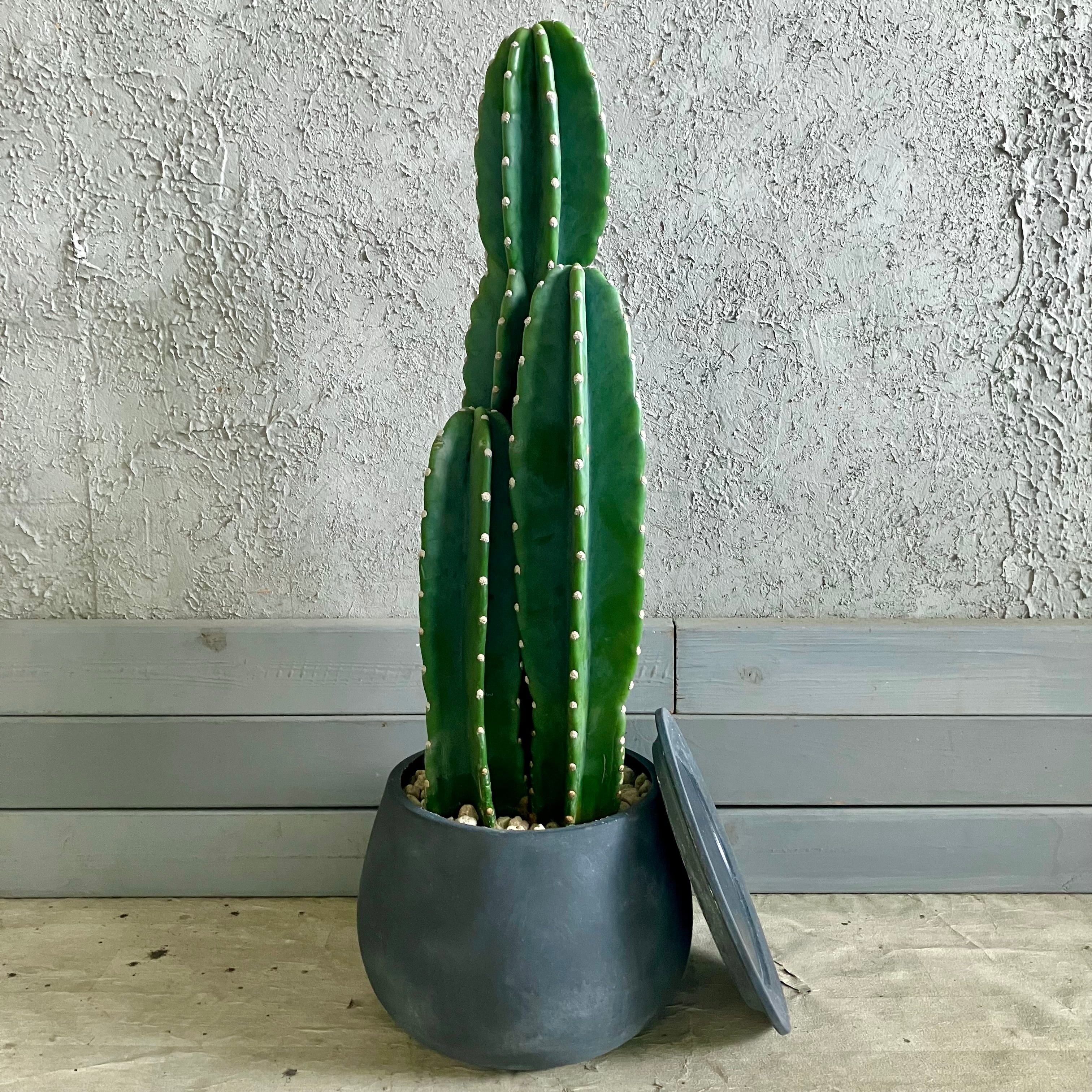 柱サボテン(3本立ち) 柱サボテン 3本立ち 大型 柱サボテン(鬼面角) 3