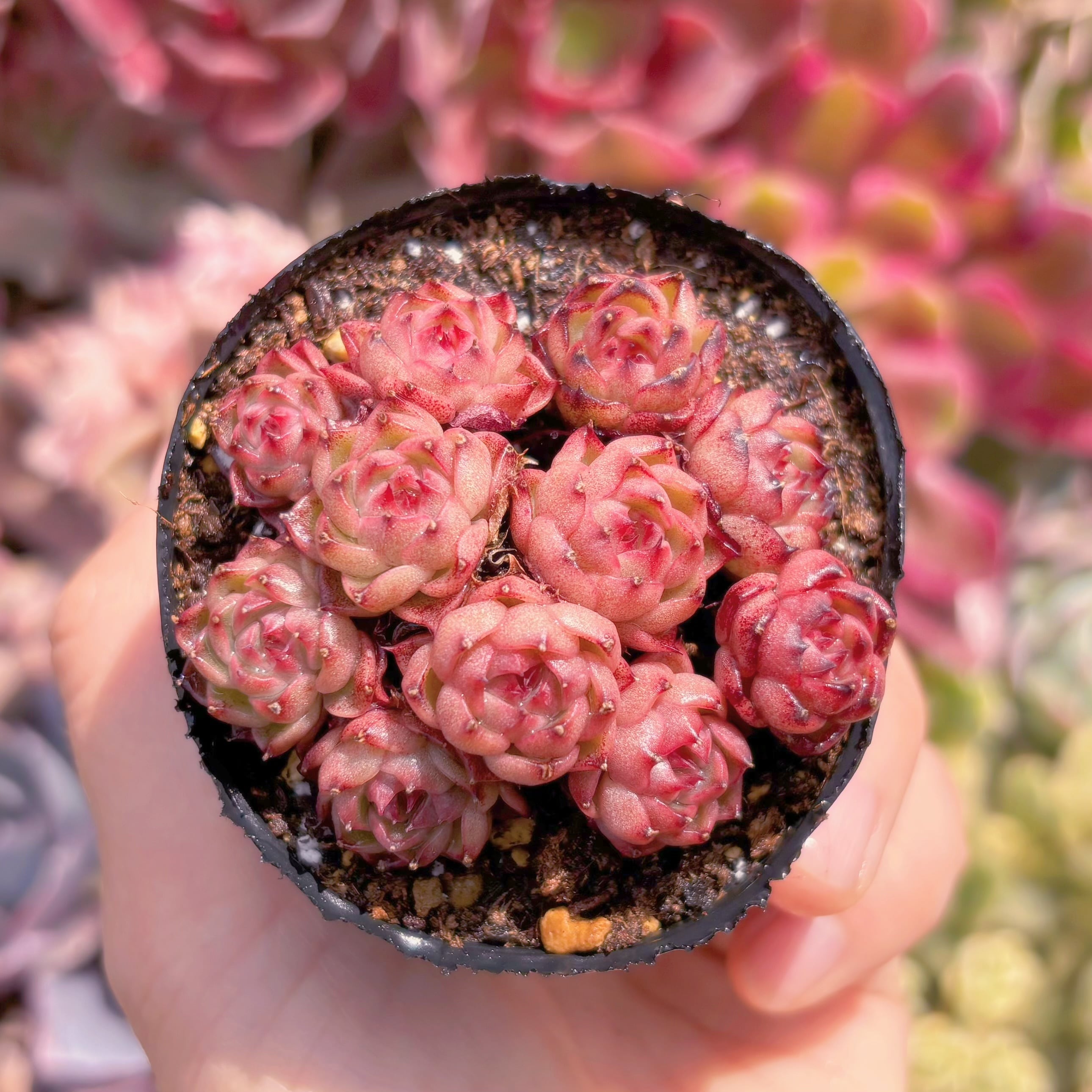 現品　マロンショコラ#837　るる農園