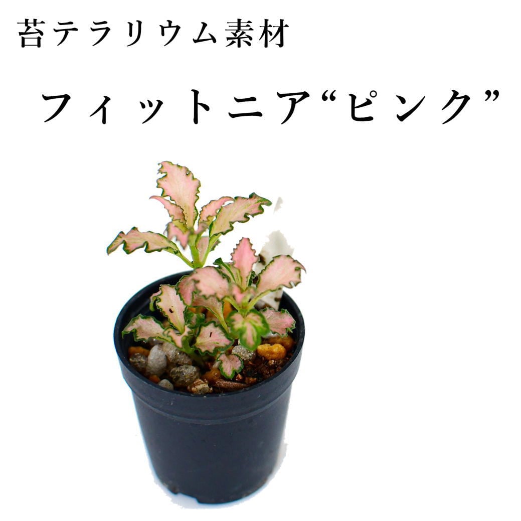 フィットニア ピンク系 苔テラリウム作製用素材 苔テラリウム専門ショップ道草