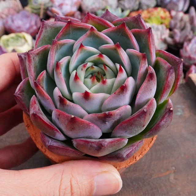 【ボンファイヤー】エケベリア　ずっしり　紅葉