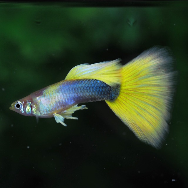 【セール】ゴールデンTaxi 2ペア