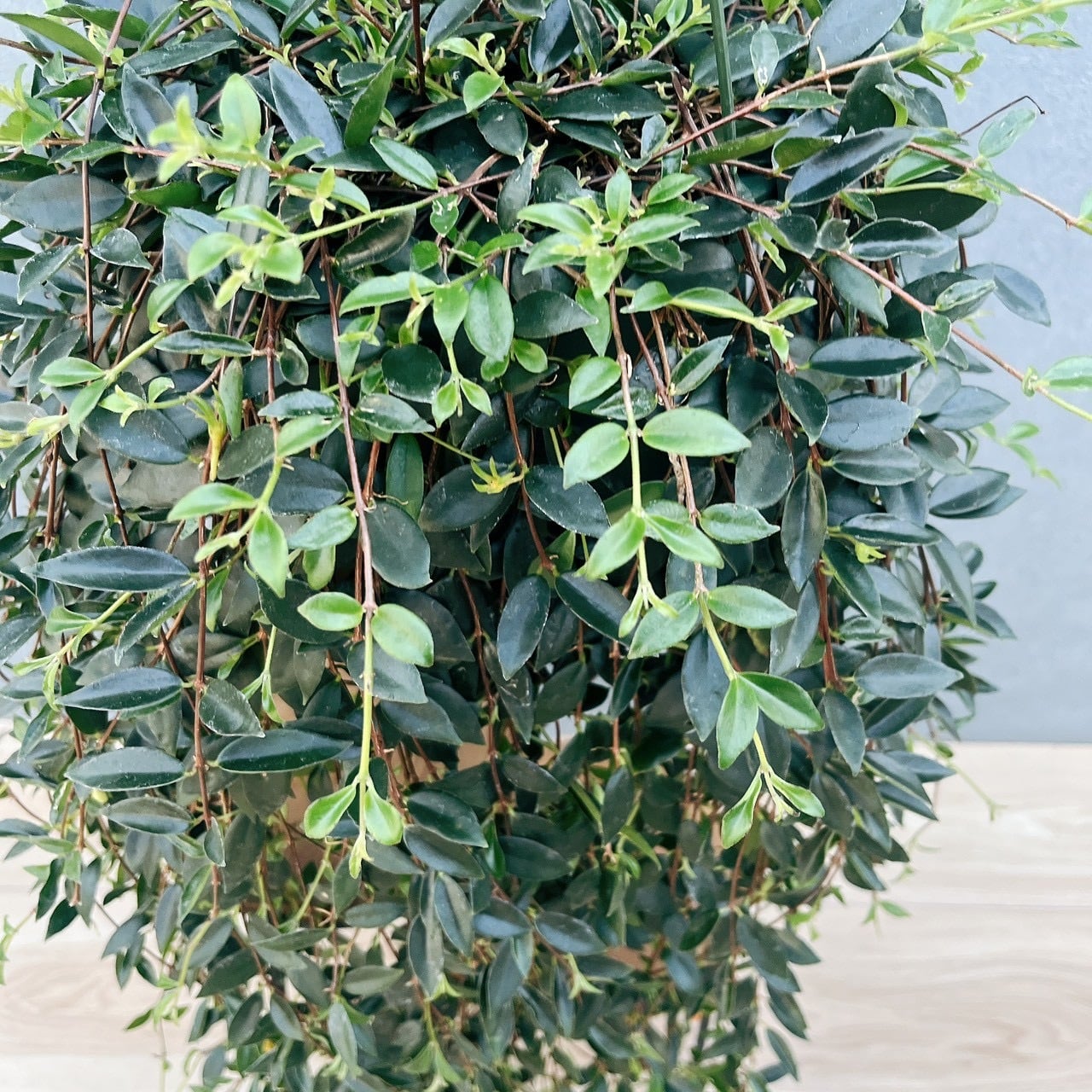 ［現品］80番　コドナンテ　クラシフォリア　5号　観葉植物　ハンギング　吊り下げ 現品］80番 コドナンテ クラシフォリア 5号 観葉植物 吊り鉢