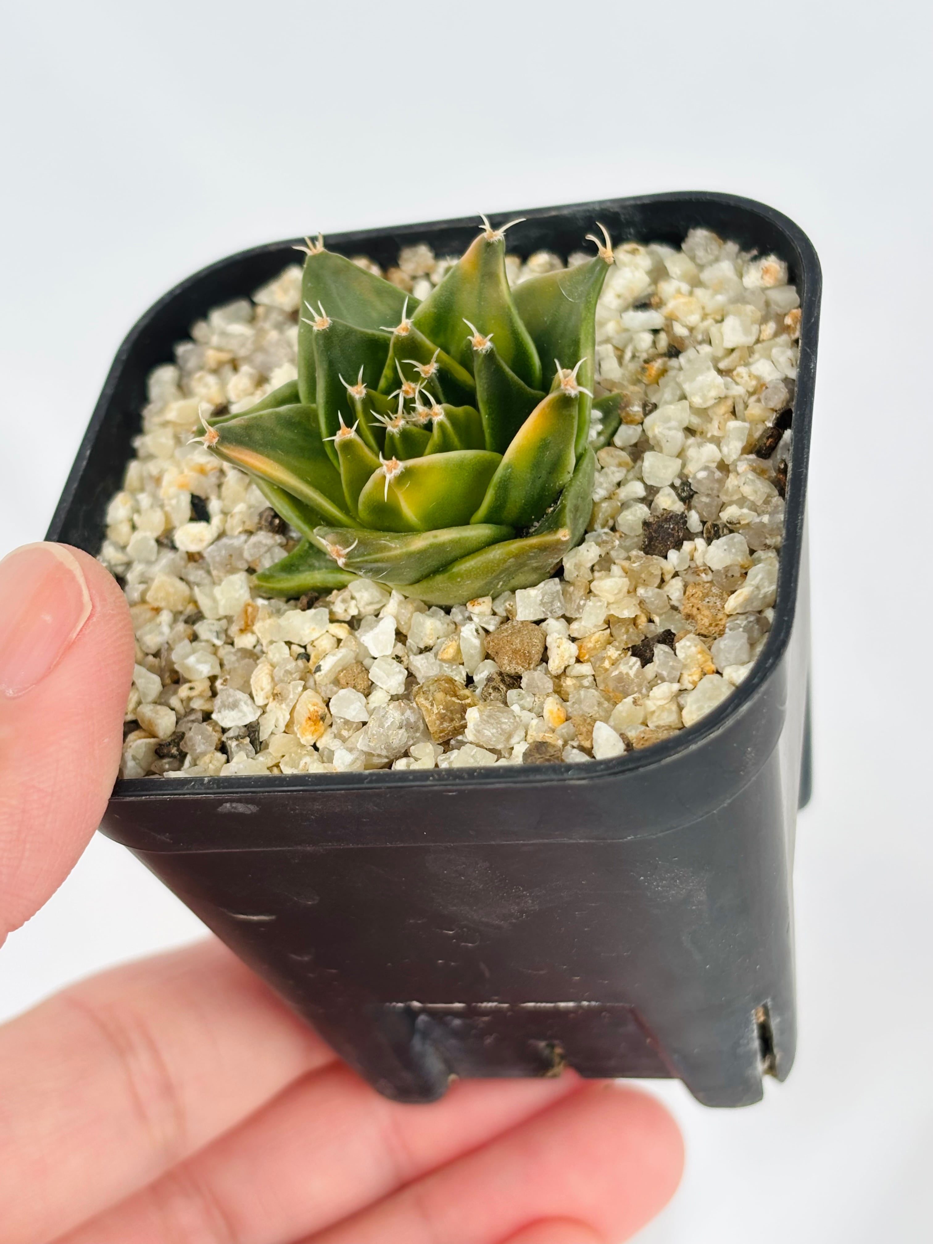 Obregonia denegrii オブレゴニア 帝冠錦 サボテン | plants MARU