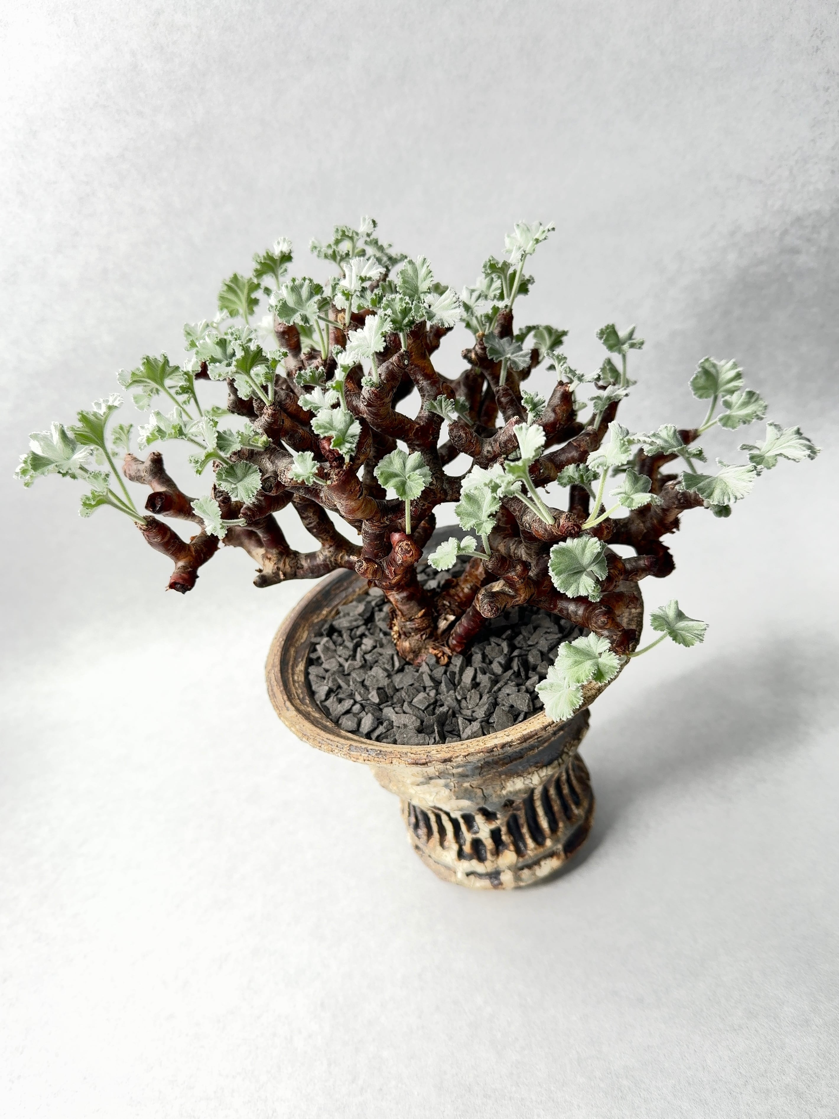 ペラルゴニウム・ミラビレ | trigger