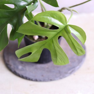 初心者にもおオススメ　ヒメモンステラB｜オシャレな観葉植物　丈夫で手がかからない　ギフトにも