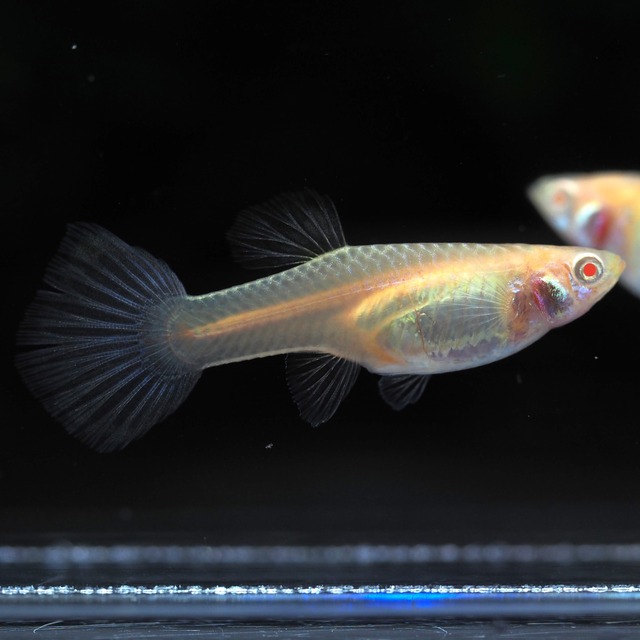 RREAモスコーピンク 1ペア＋おまけ1ペア