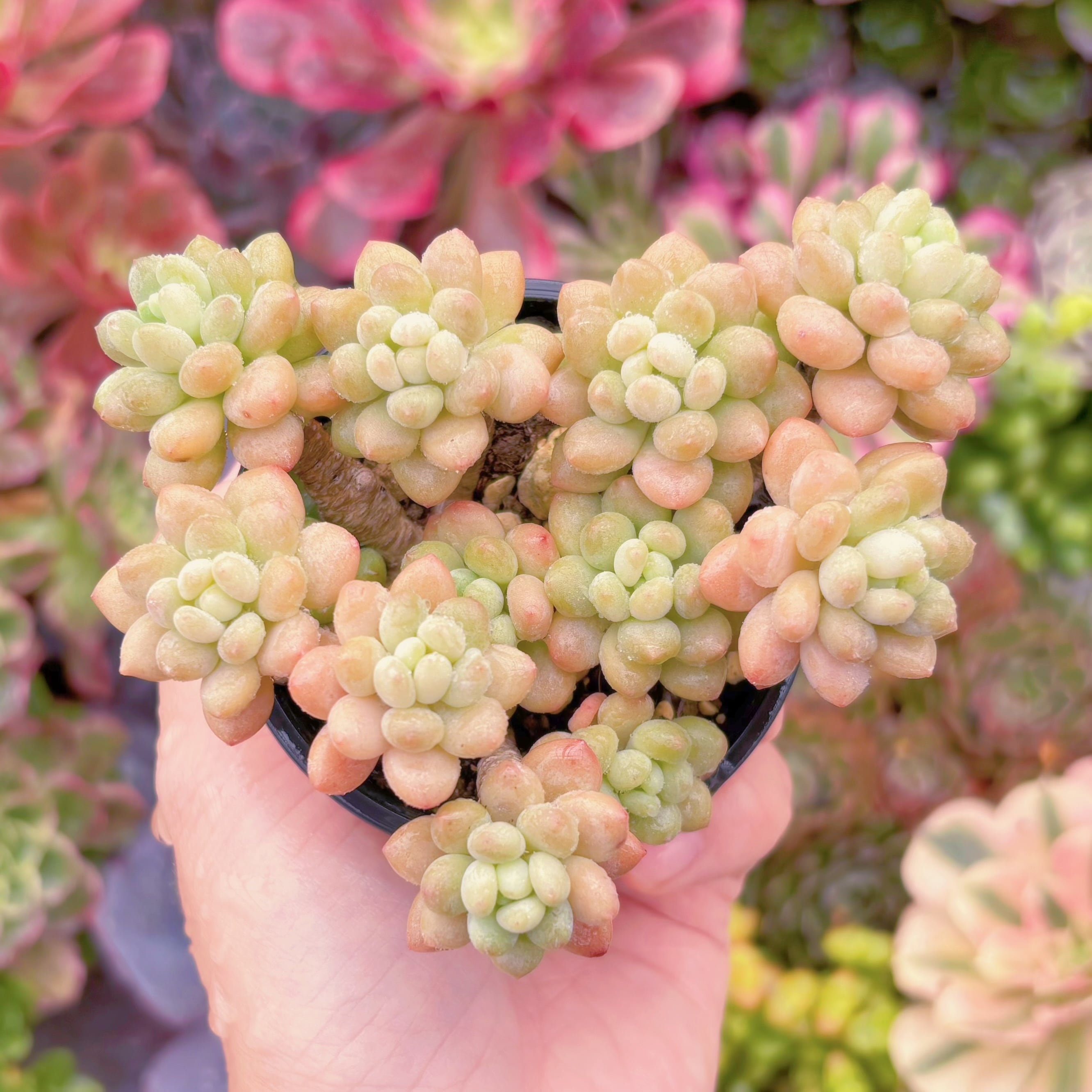 現品　ロココ#A003　群生　古株　るる農園