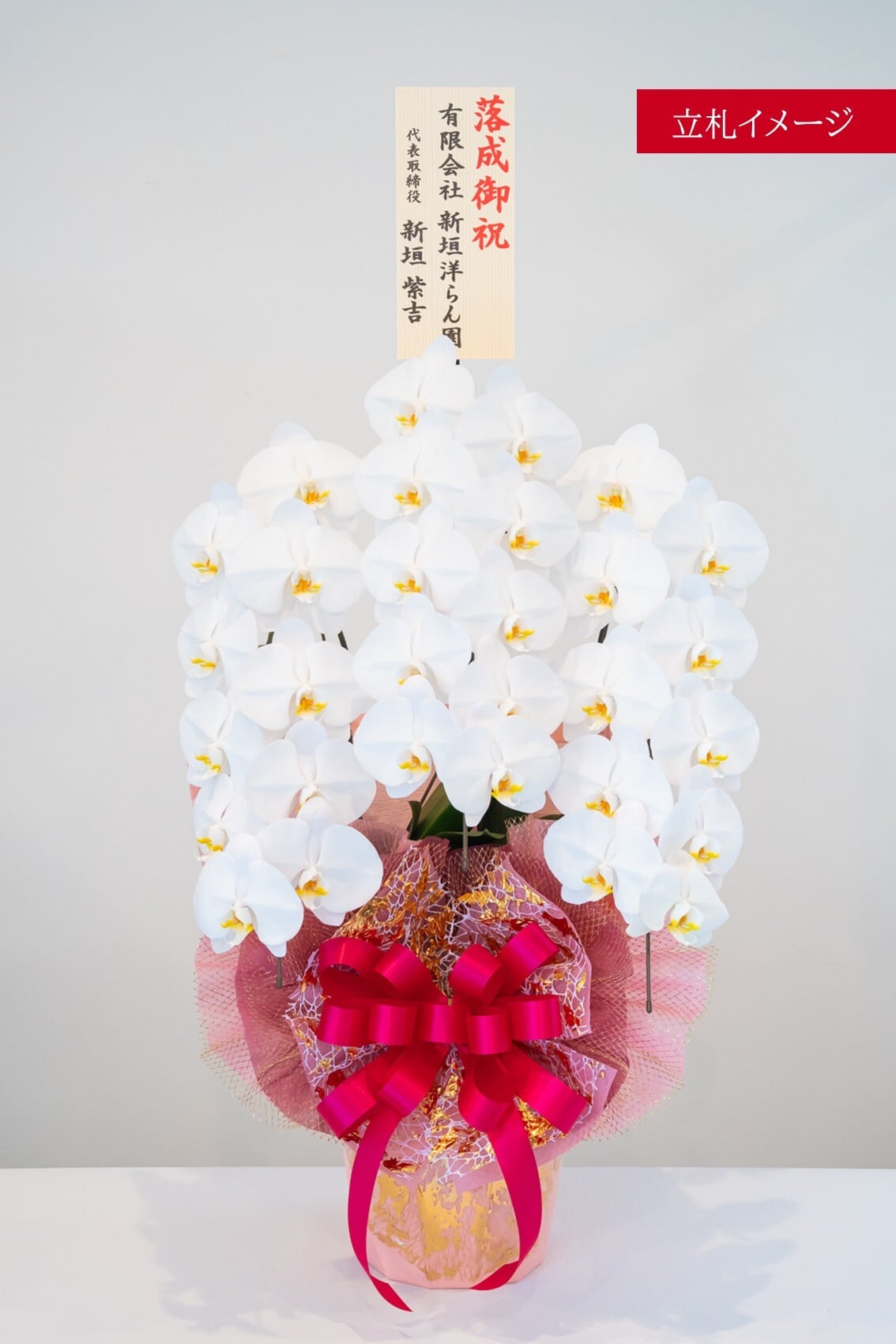 白大輪胡蝶蘭 3本立ち30輪 | 沖縄の胡蝶蘭販売 | 新垣洋らん園