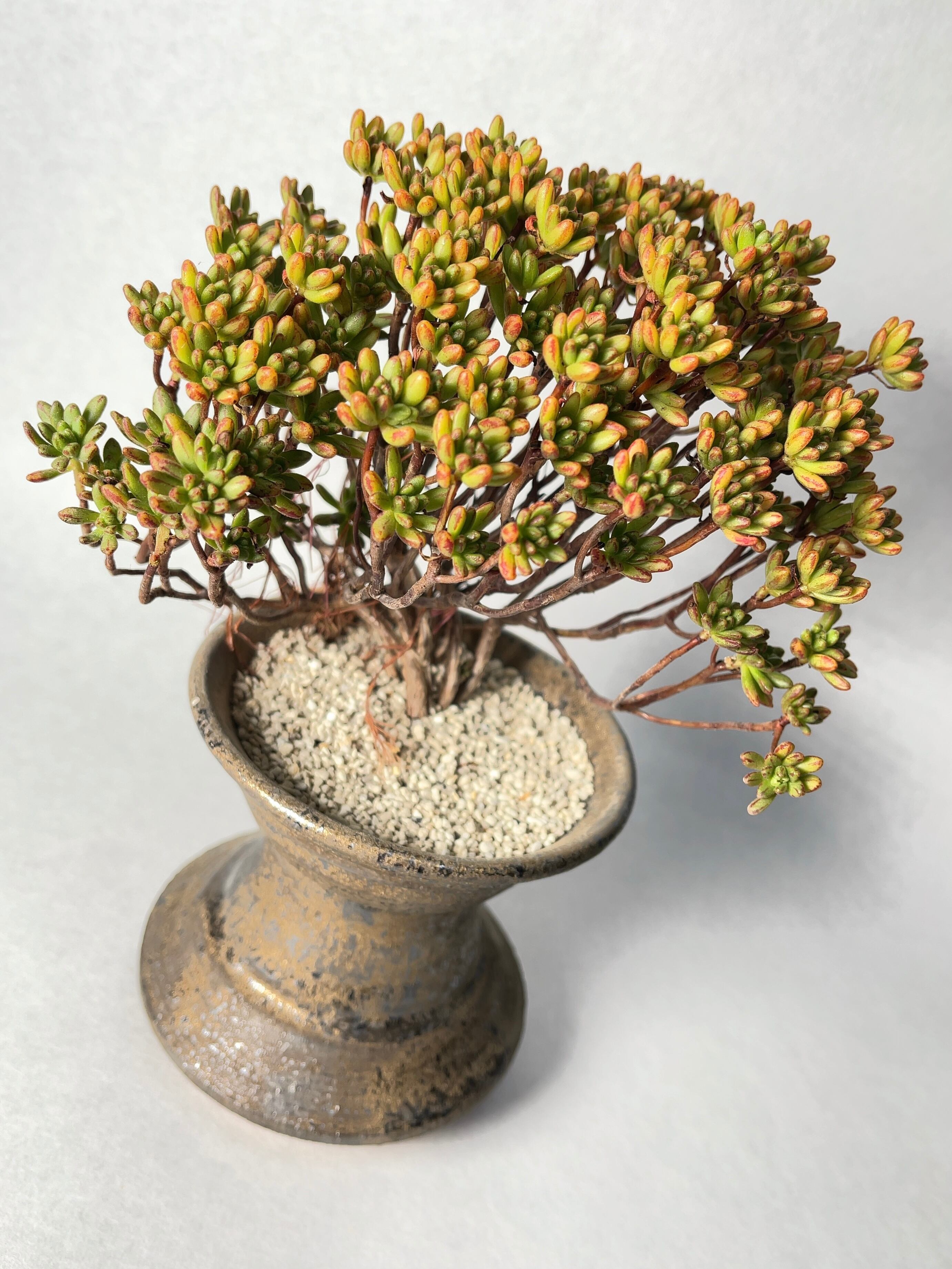 ブーファン・ディスティチャ | trigger