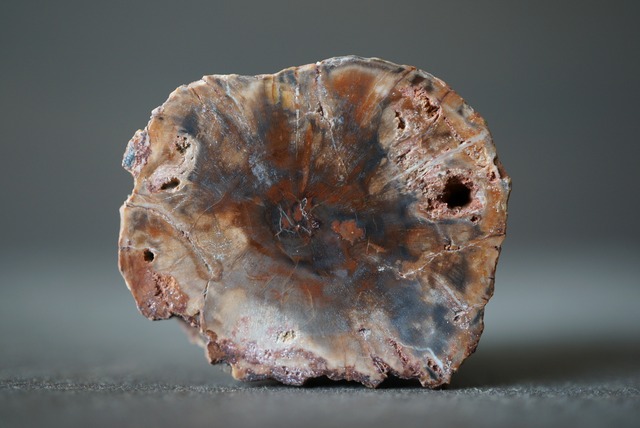 珪化木 ペトリファイドウッド Petrified Wood 1211~1216