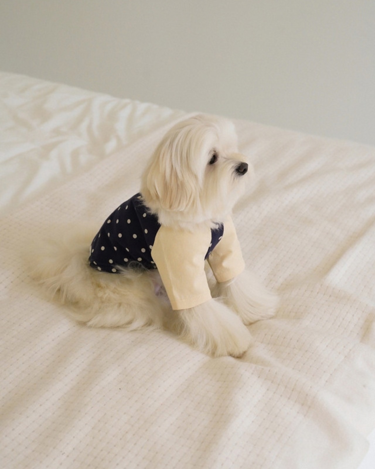 【予約】[ togethering ] Raglan Dot T-Shirt｜Navy - 8