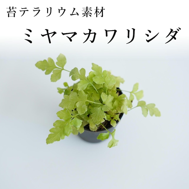 ミヤマカワリシダ（シダ植物）苔テラリウム作製用素材