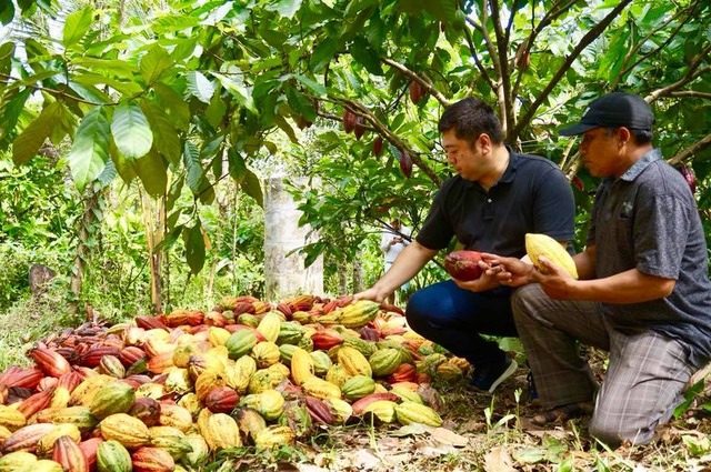 カカオ豆300g (生豆：インドネシア産）