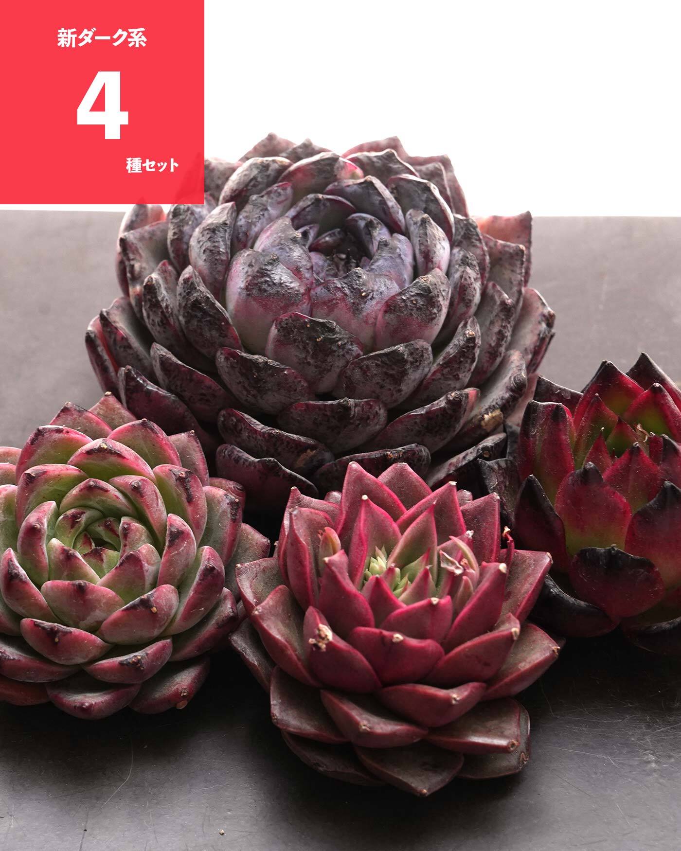 ローラ錦 Echeveria 'Lola Variegated Platinum' | PUKUBOOK SUCCULENTS