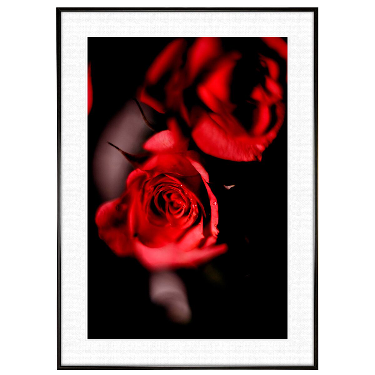 花写真 赤いバラ(薔薇・レッドローズ) インテリアアートポスター額装