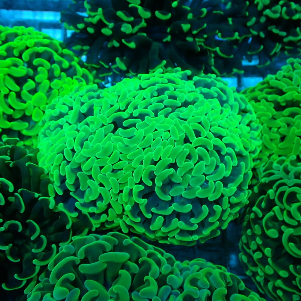 n321 アザミハナガタサンゴ | HOUSE REEF(ハウスリーフ)サンゴ・海水魚