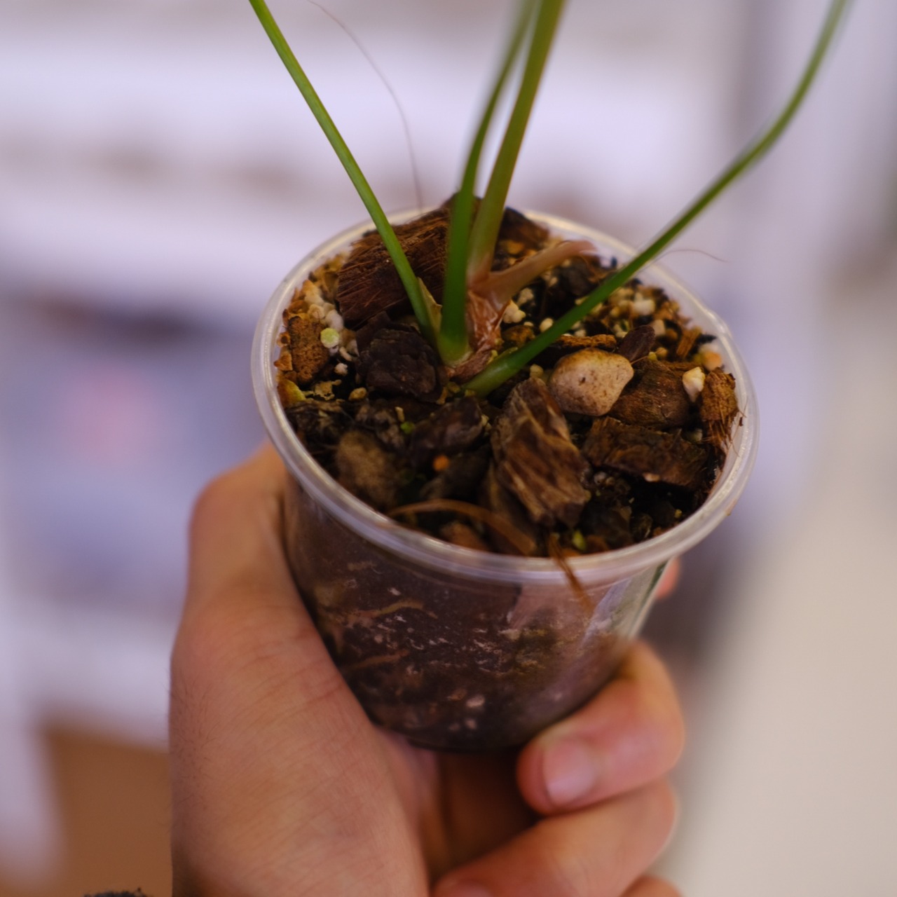 Anthurium Queen of Heart│アンスリウム クイーン オブ ハート│観葉植物