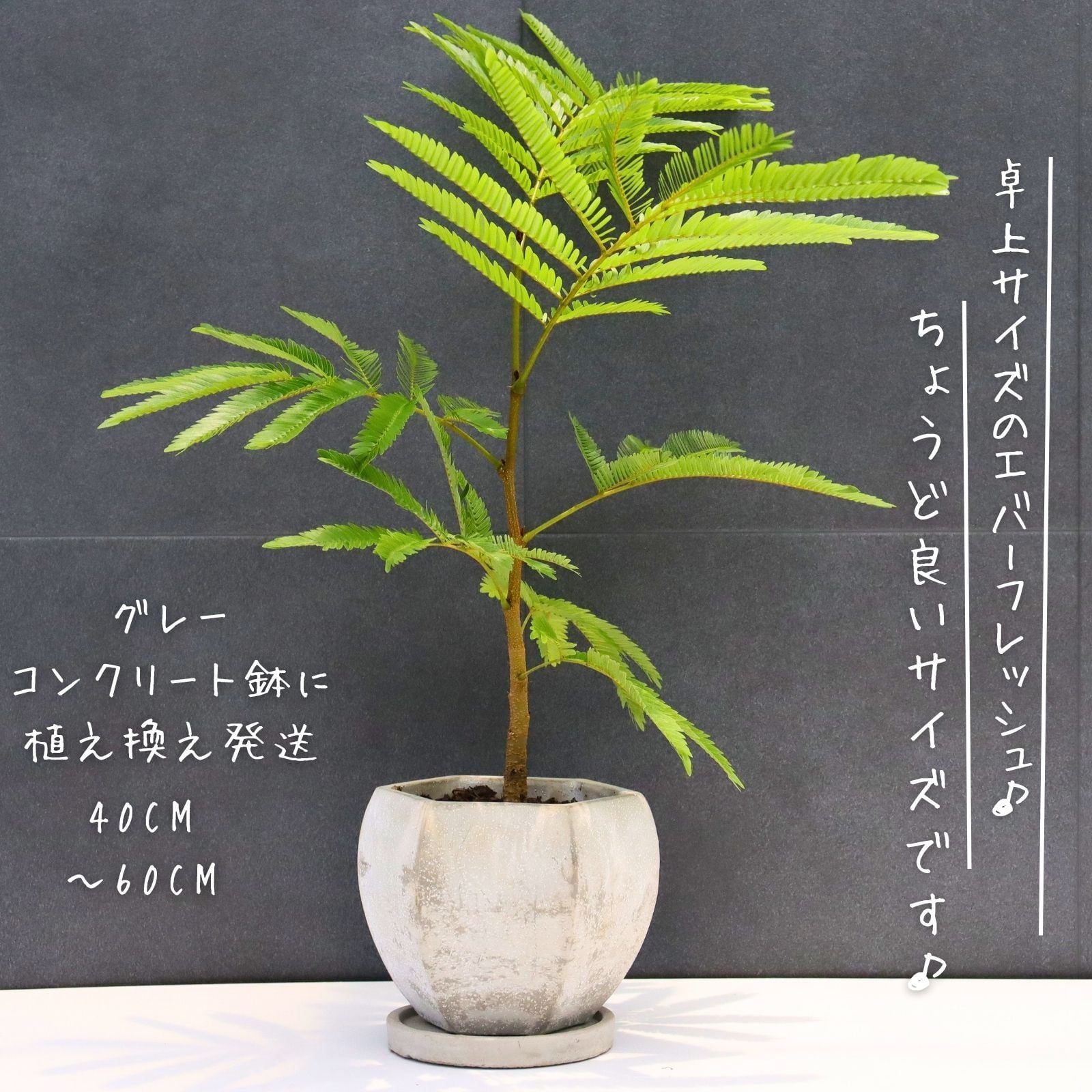 超特大 173cm】エバーフレッシュ 曲がり 仕立て 観葉植物 室内 大型