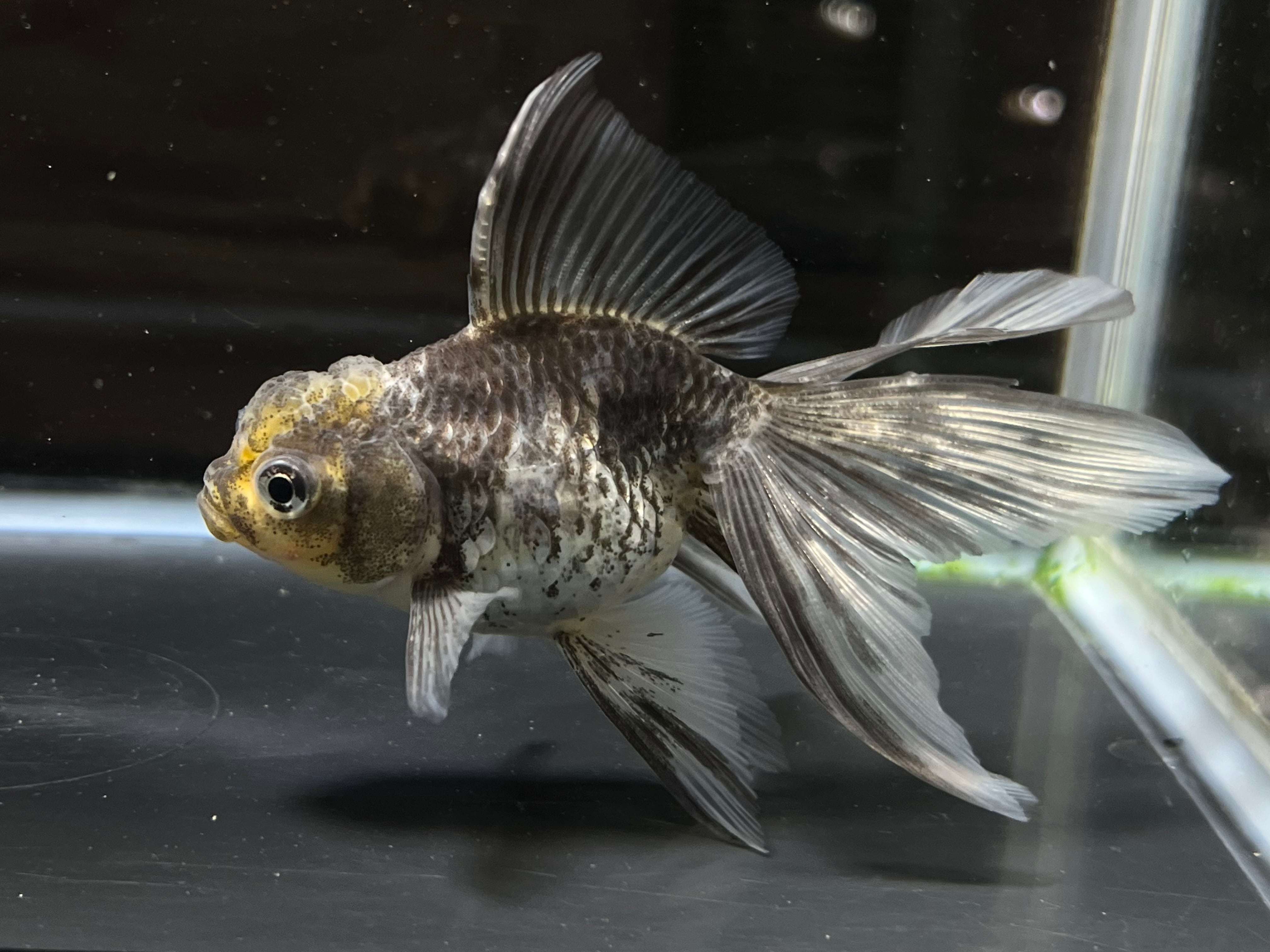 中国産 水墨オランダフェニックステール (金魚) | アクアヒーリング