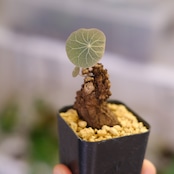Stephania kaweesakii / ステファニア カウィーサキ㊼/ 観葉植物