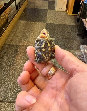 ハラガケガメ❺