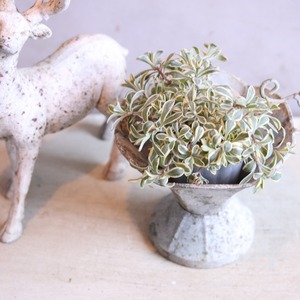 mondimanche 植木鉢　アンティクカップMW  UF614｜シャビーシック　１ポットを植えてカワイイ　脚付き　飾りやすいサイズ感