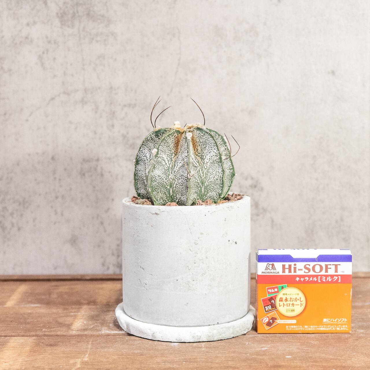 アストロフィツム・カプリコーン｜山羊の角のような湾曲した長い棘が美しい【手作りモルタル鉢仕立て】