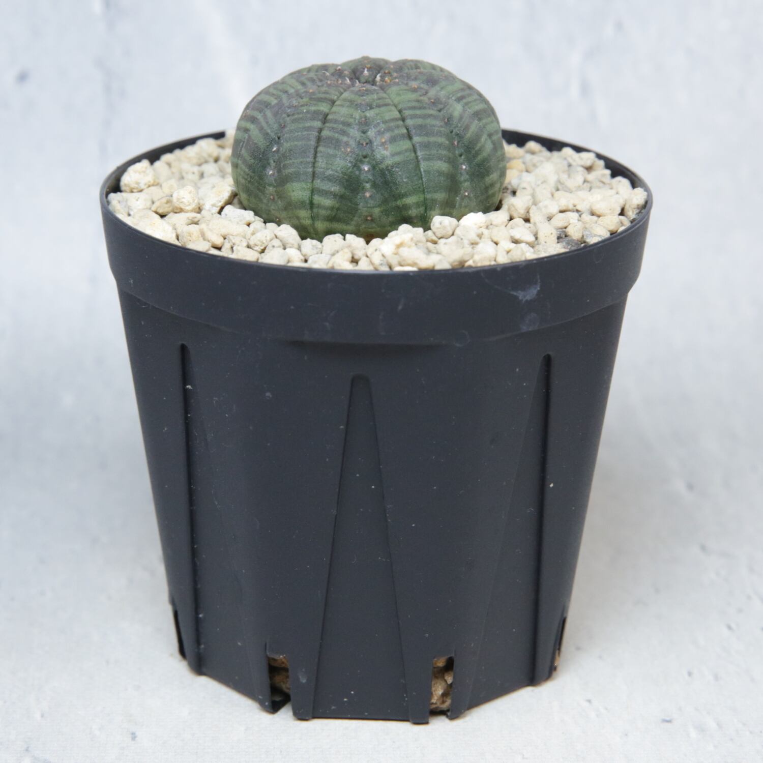 ユーフォルビア オベサ まん丸 大型特選株 約7.5cm NO.3 【公式通販】