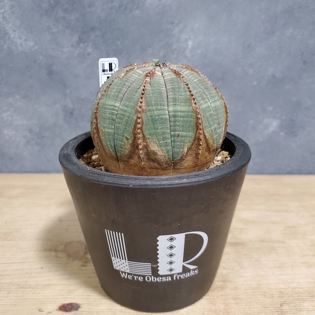 【木質化】Euphorbia obesa ユーフォルビア オベサ