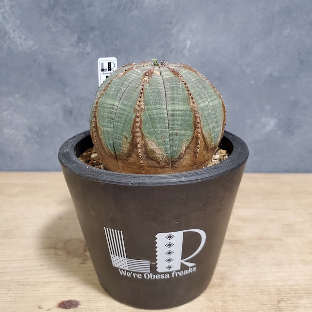 【木質化】Euphorbia obesa ユーフォルビア オベサ