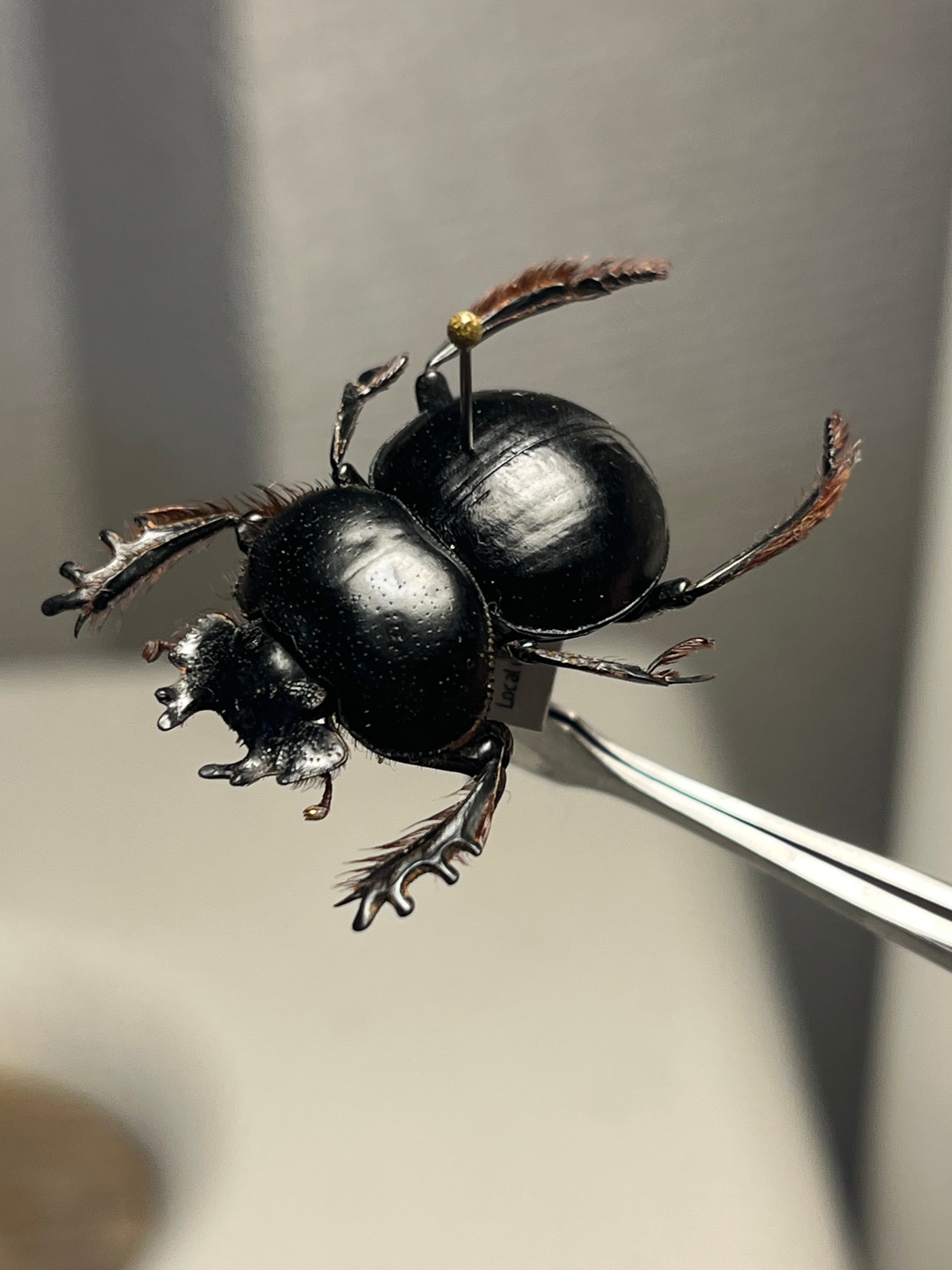 24mm♂】クモガタタマオシコガネに酷似のPachysoma schinzi 糞虫