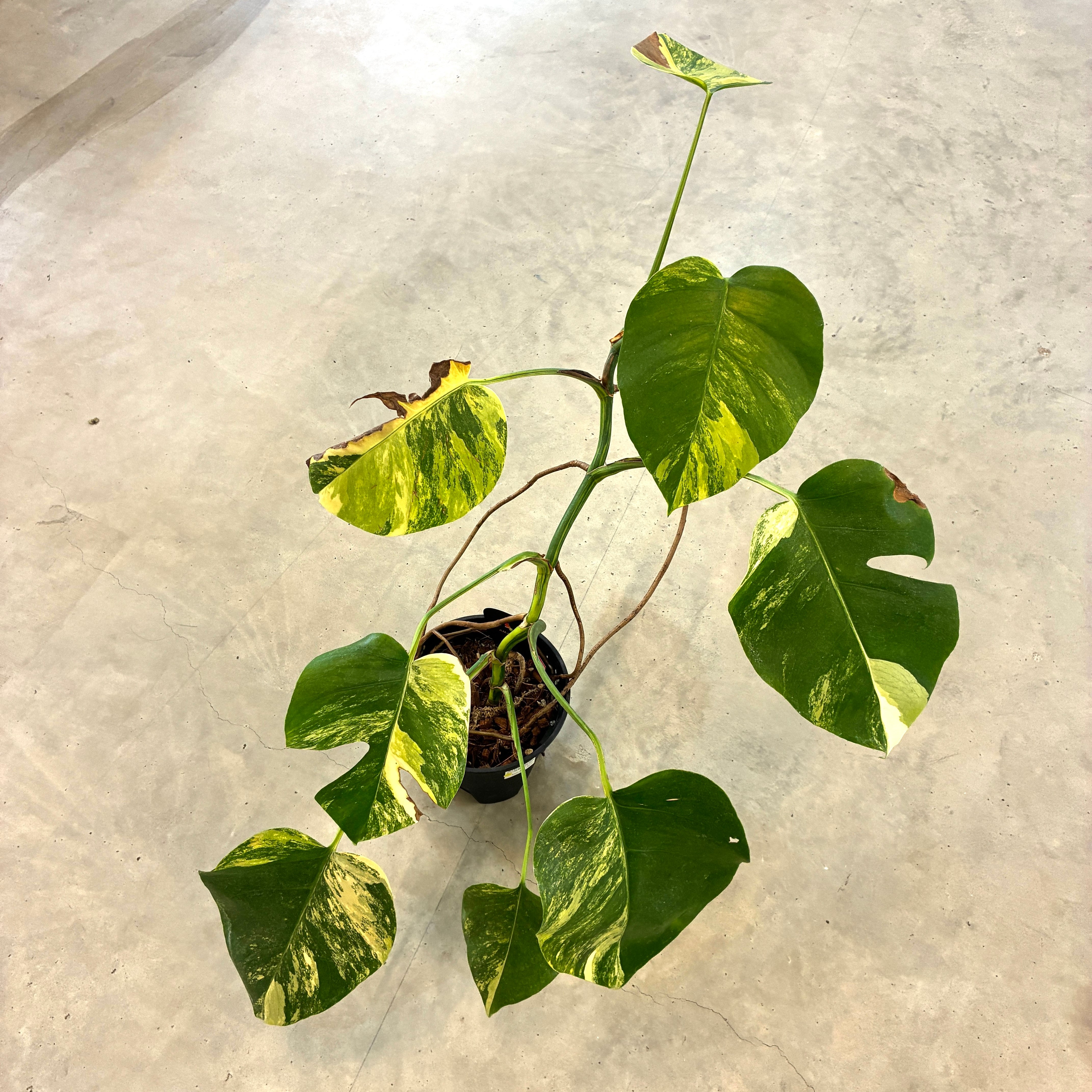 モンステラオーレア観葉植物 モンステラ ボルシギアナ オーレア 4号 個体D(現品)｜芳樹園