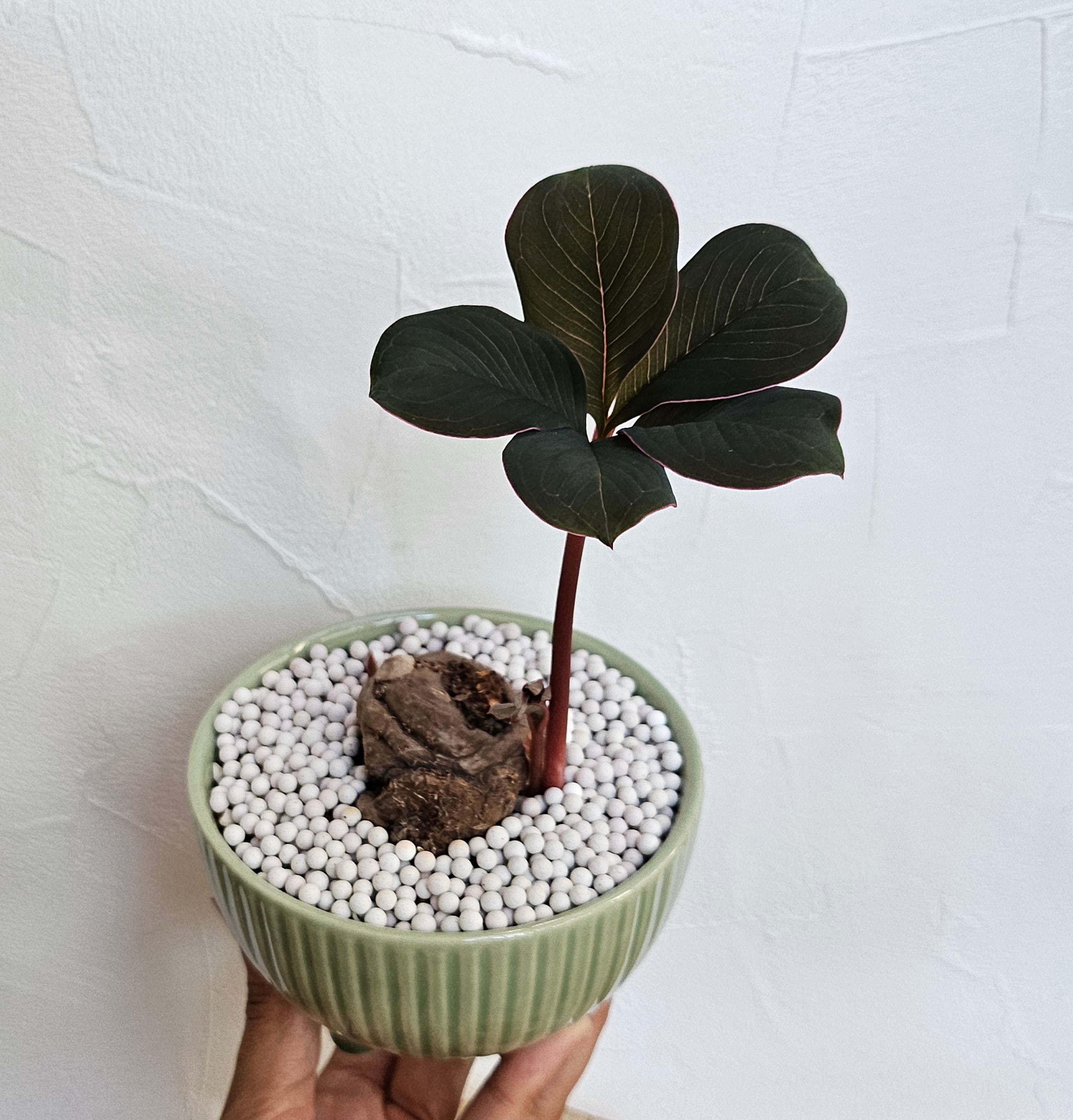 ♡レア〚 アモルフォファルス アトロビリディス 〛 Amorphophallus